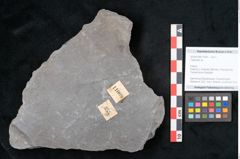 Foto (Objekt + Etikett) von Calamites sp.  (NHMW-GEO-2024-0188-11009)